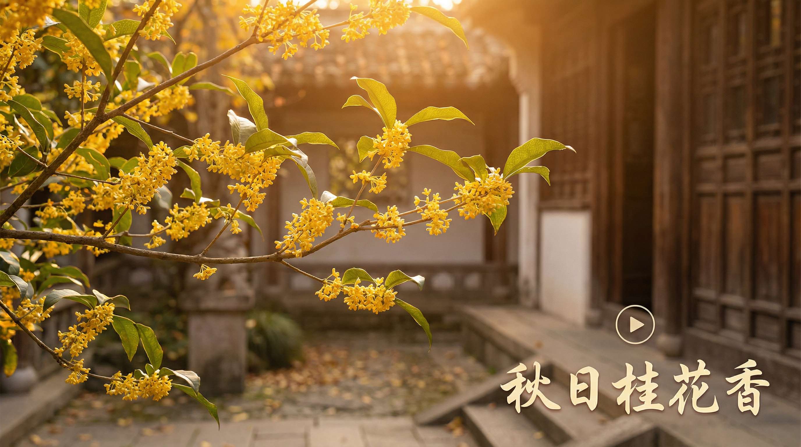 茄子视频桂花视频